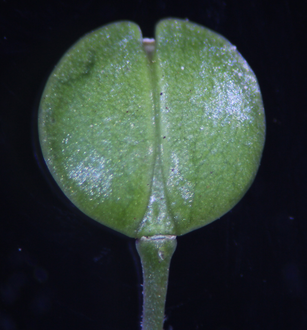 Lepidium virginicum ssp. menziesii