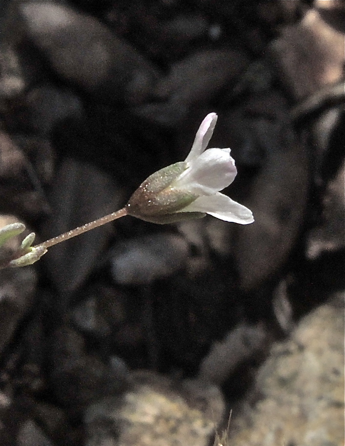 Hesperolinon micranthum