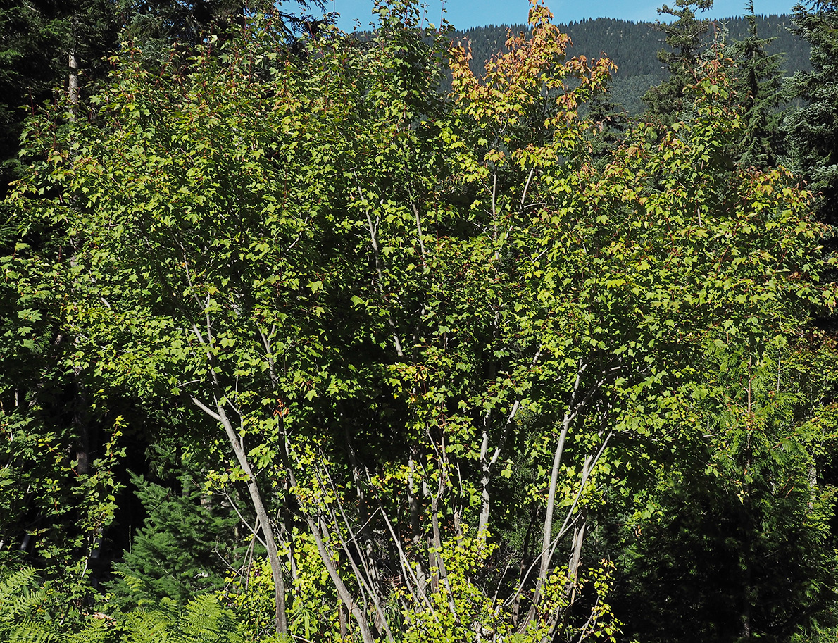 Acer glabrum var. douglasii Acer glabrum var. douglasii