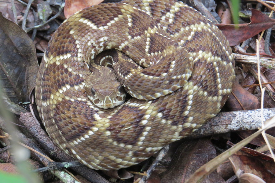 Crotalus durissus Crotalus durissus