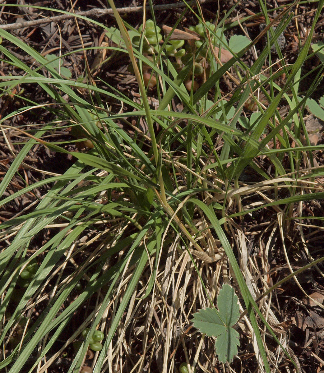 Danthonia intermedia ssp. intermedia