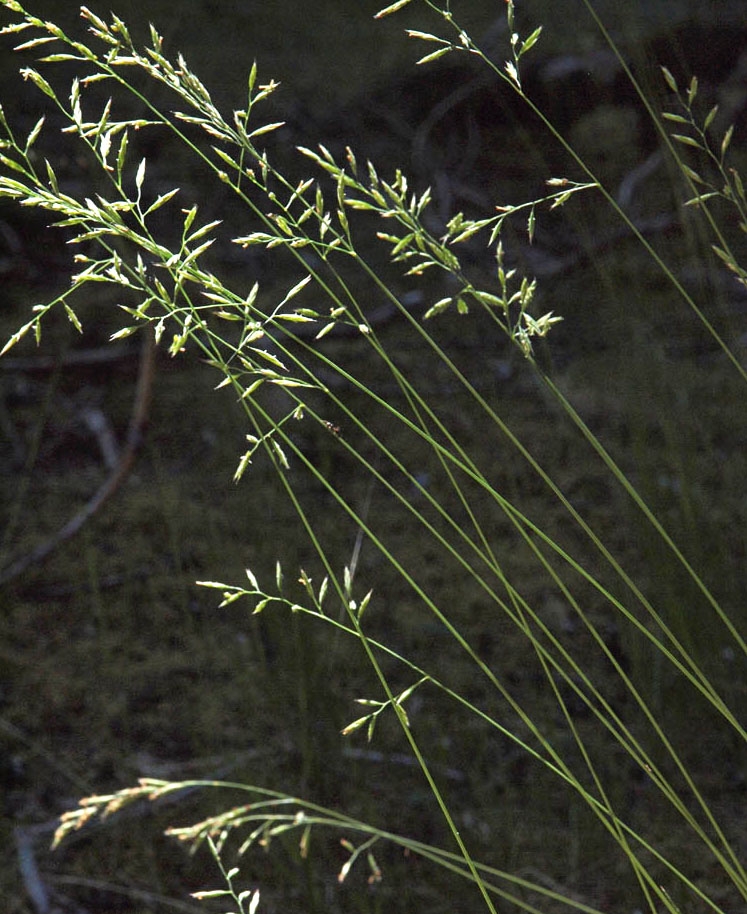 Festuca rubra ssp. rubra