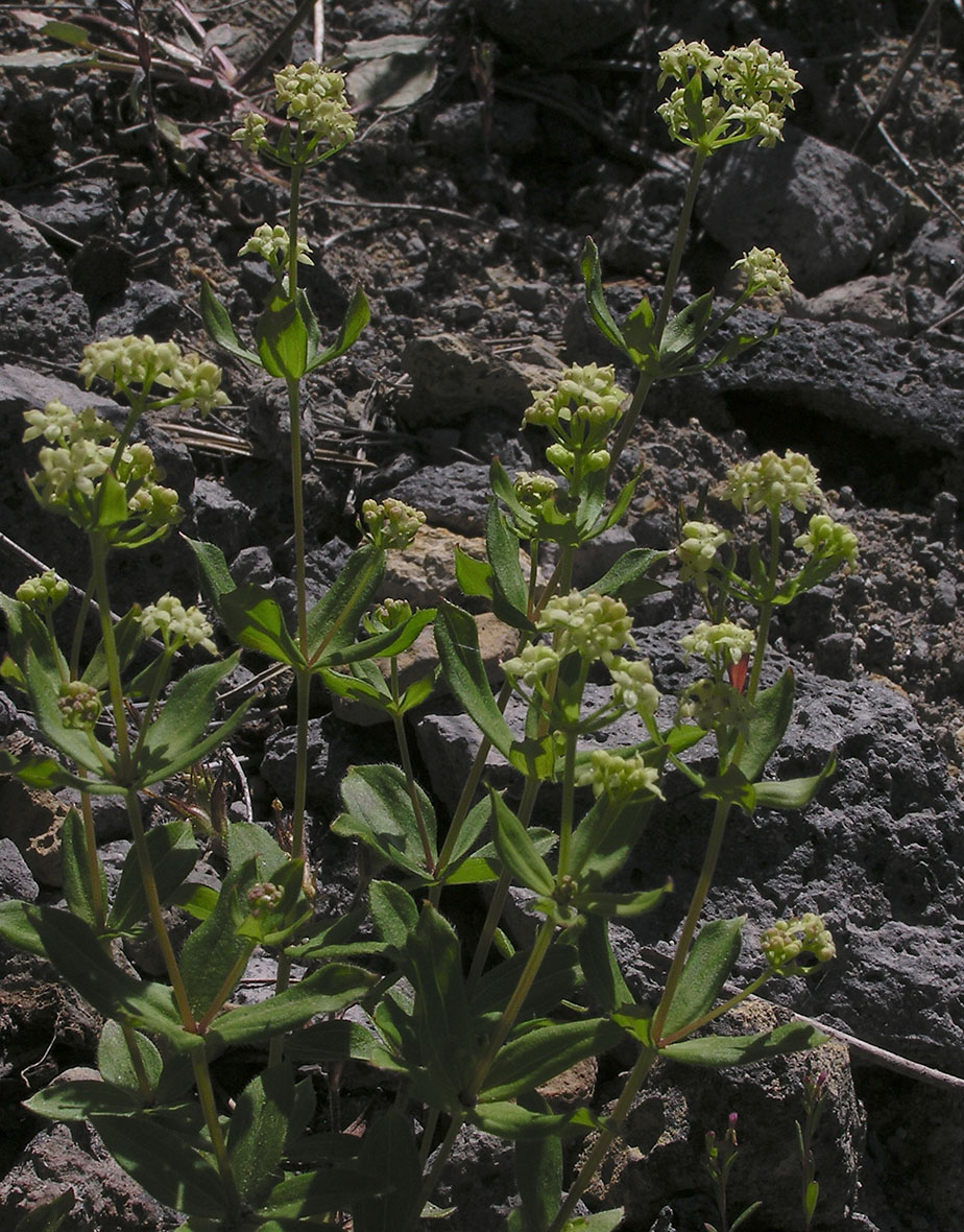 Galium oreganum