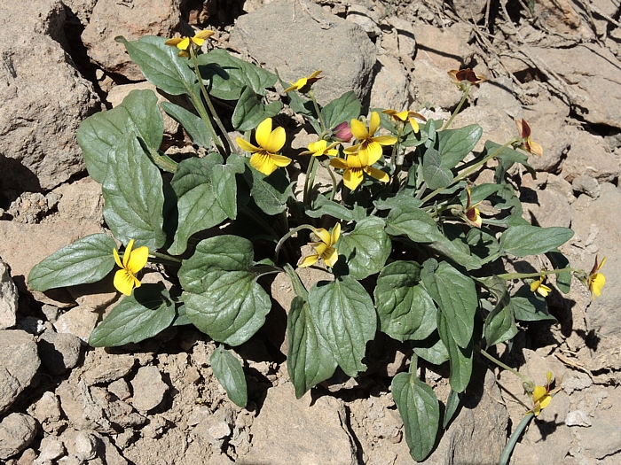 Viola purpurea ssp. integrifolia Viola purpurea ssp. integrifolia