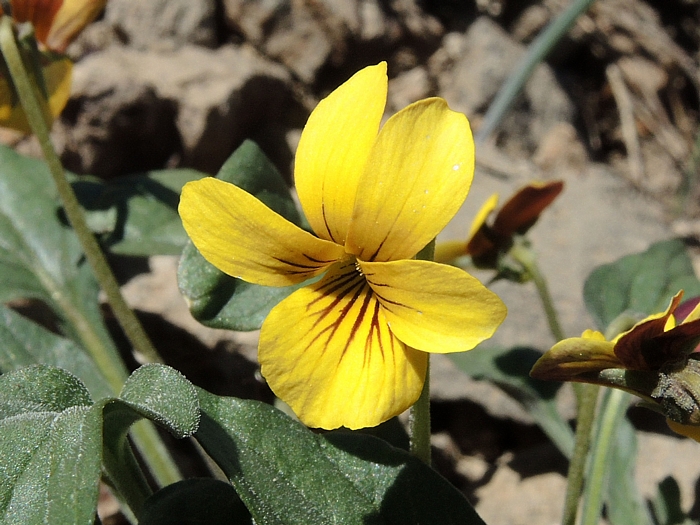 Viola purpurea ssp. integrifolia Viola purpurea ssp. integrifolia