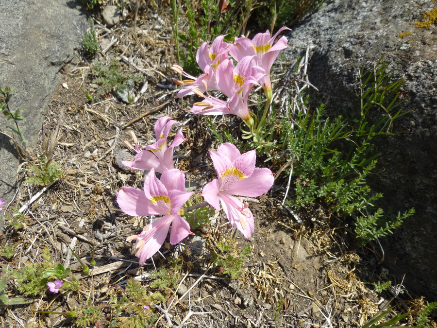 Alstroemeria exerens