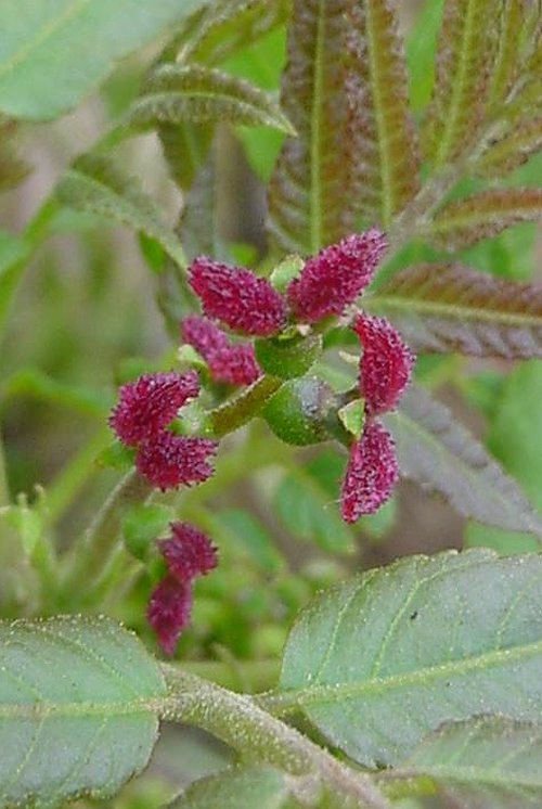 Juglans californica Juglans californica