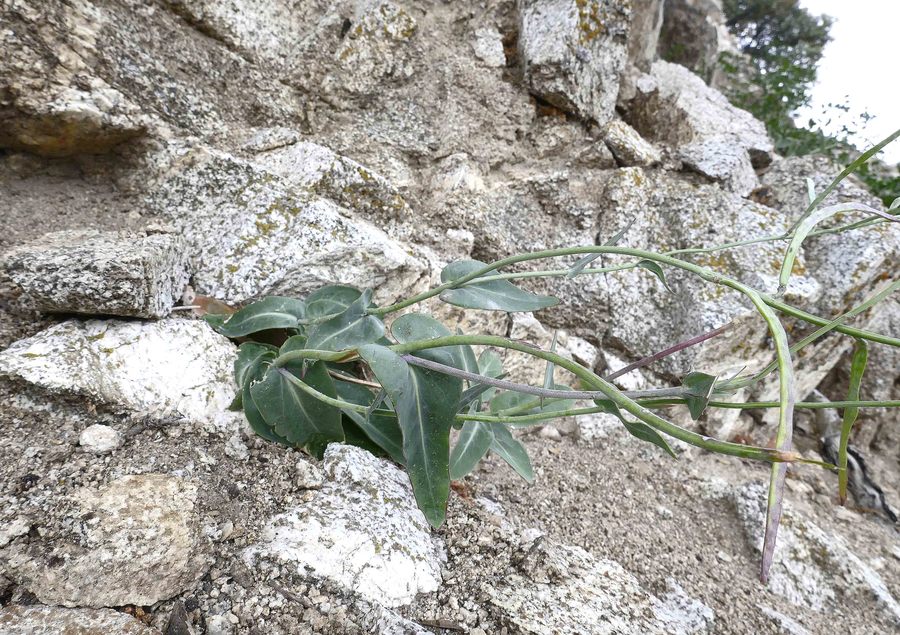 Streptanthus medeirosii Streptanthus medeirosii