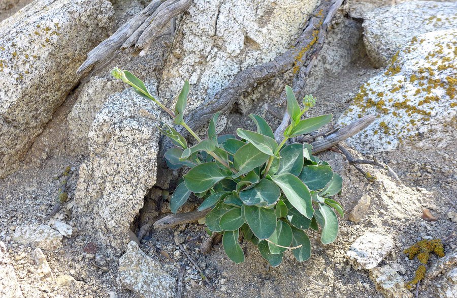 Streptanthus medeirosii Streptanthus medeirosii