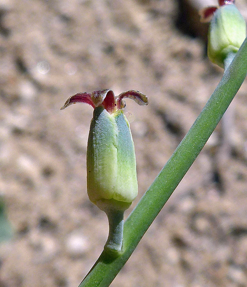 Streptanthus medeirosii