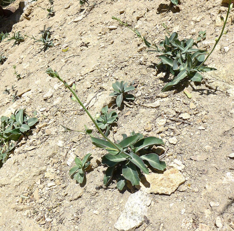 Streptanthus medeirosii Streptanthus medeirosii