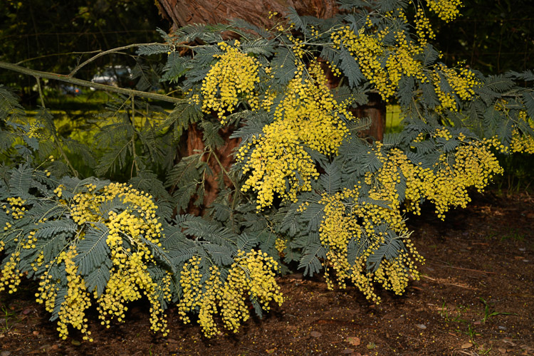 Acacia dealbata