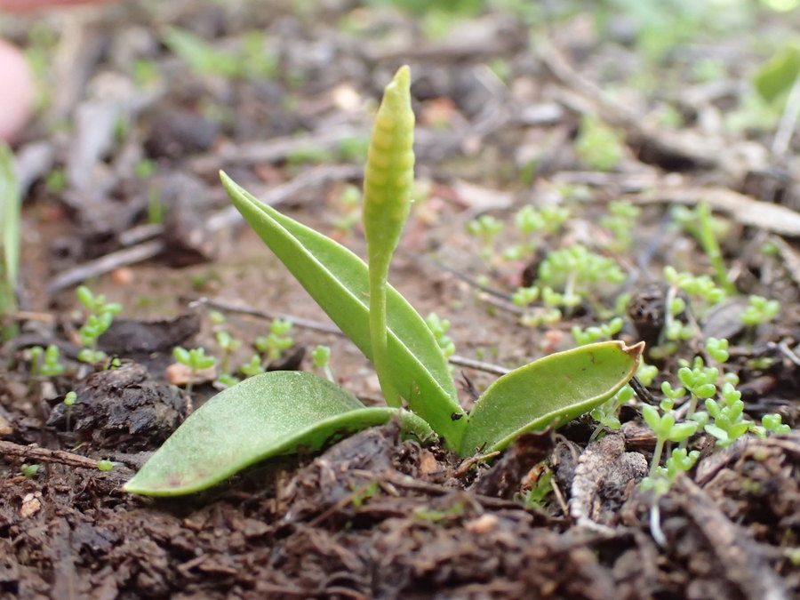 Ophioglossum californica