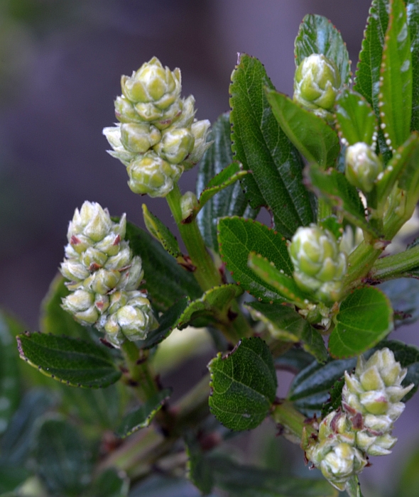 Ceanothus thyrsiflorus Ceanothus thyrsiflorus