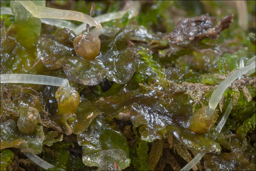 Pellia epiphylla