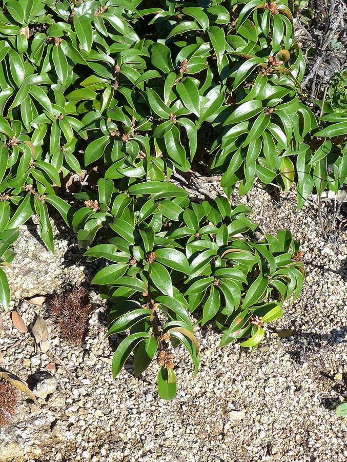 Chrysolepis chrysophylla var. minor