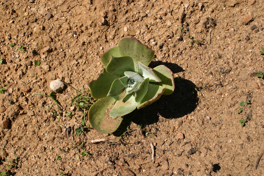 Dudleya pulverulenta