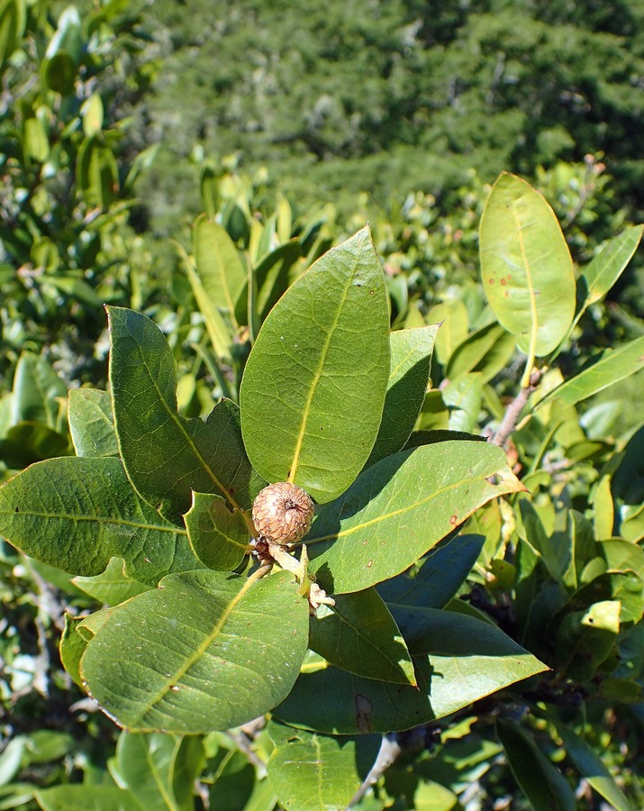 Quercus parvula var. shrevei