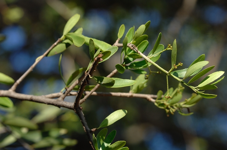 Elaeodendron transvaalensis
