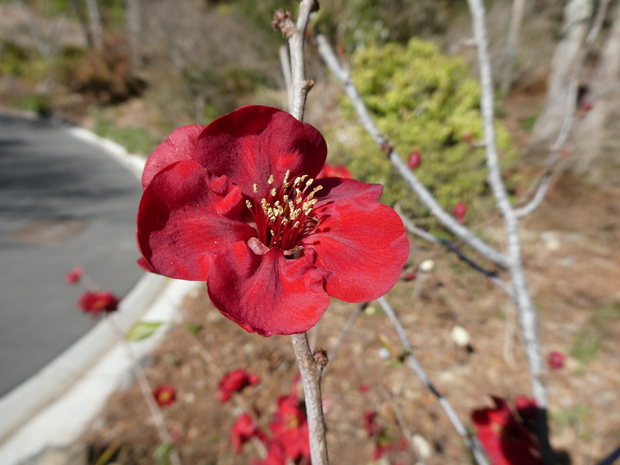 Chaenomeles japonica