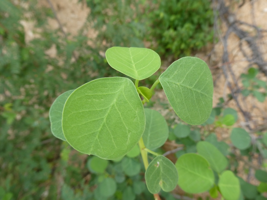 Euphorbia californica