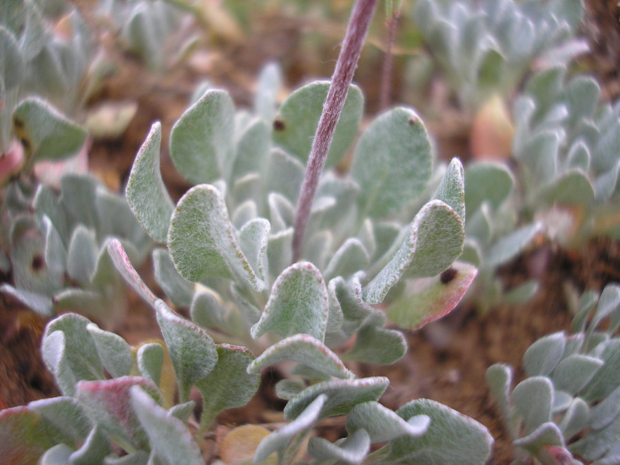 Eriogonum ovalifolium var. depressum