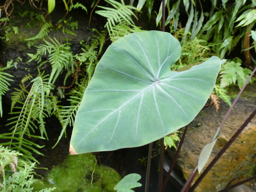 Colocasia esculenta