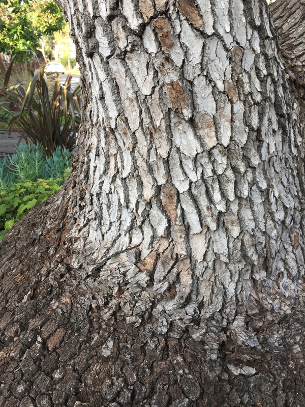 Camphora officinarum