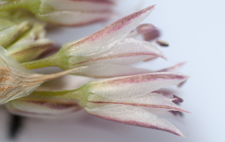 Allium diabolense