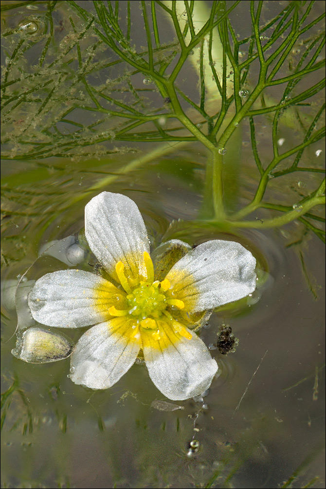 Ranunculus trichophyllus