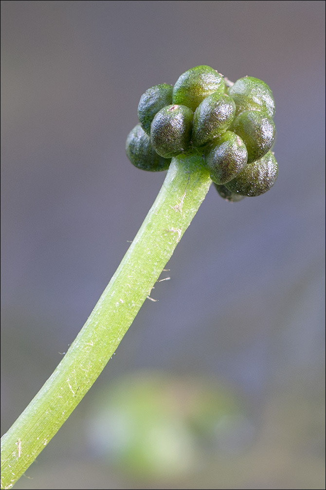 Ranunculus trichophyllus