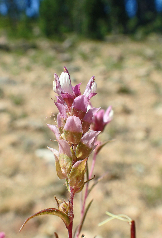 Orthocarpus cuspidatus ssp. copelandii