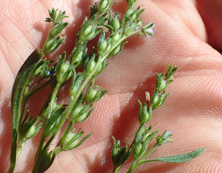 Phacelia leonis