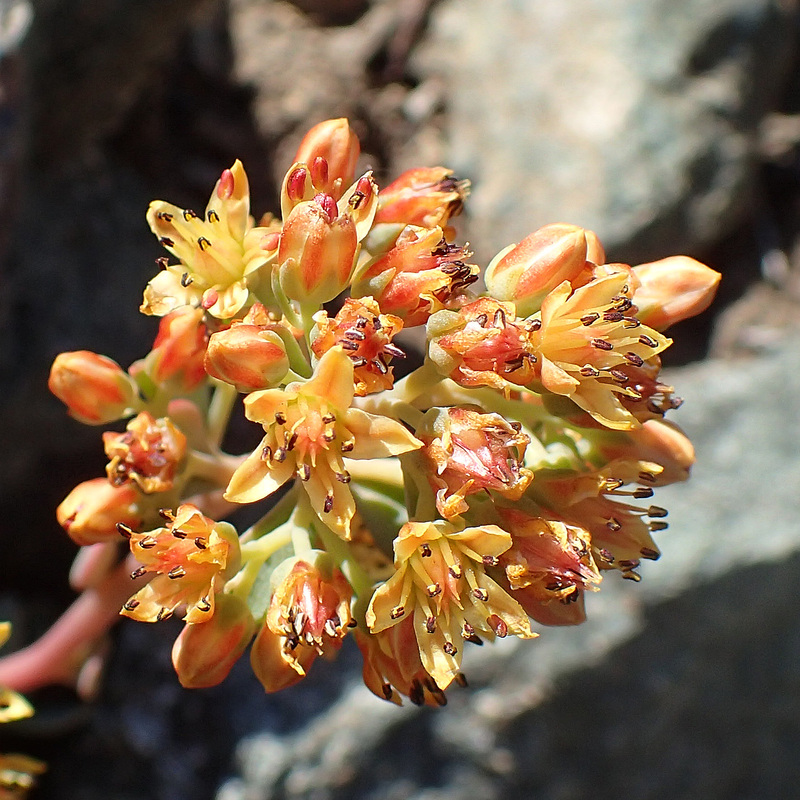 Sedum kiersteadiae