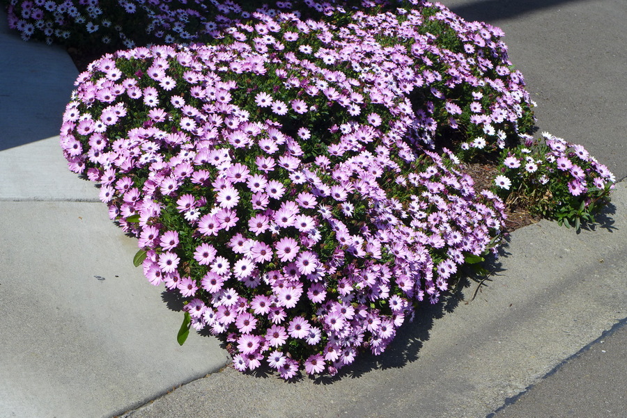 Dimorphotheca fruticosa