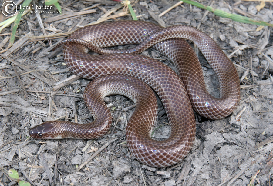 Furina tristis Furina tristis