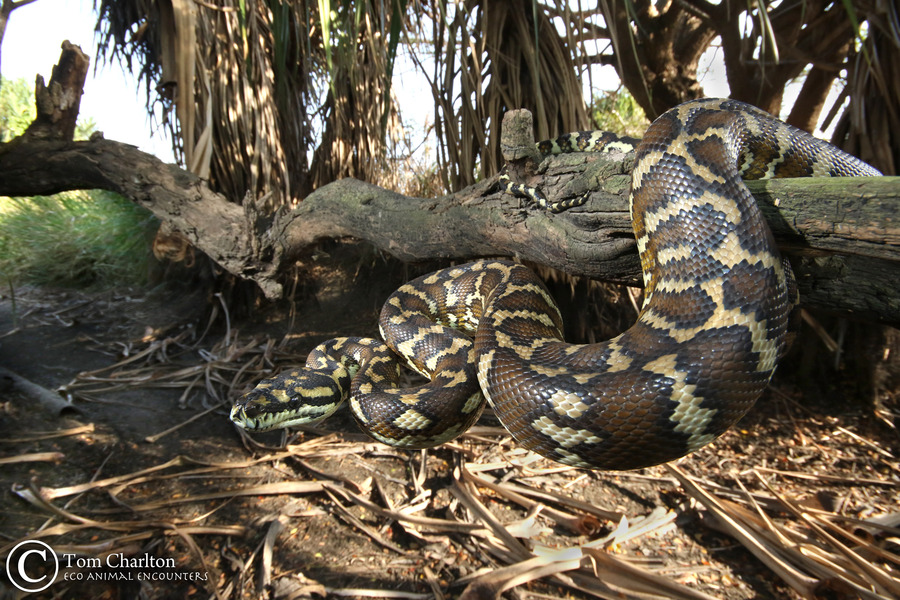Morelia spilota Morelia spilota