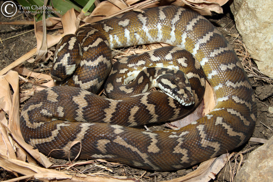 Morelia spilota Morelia spilota