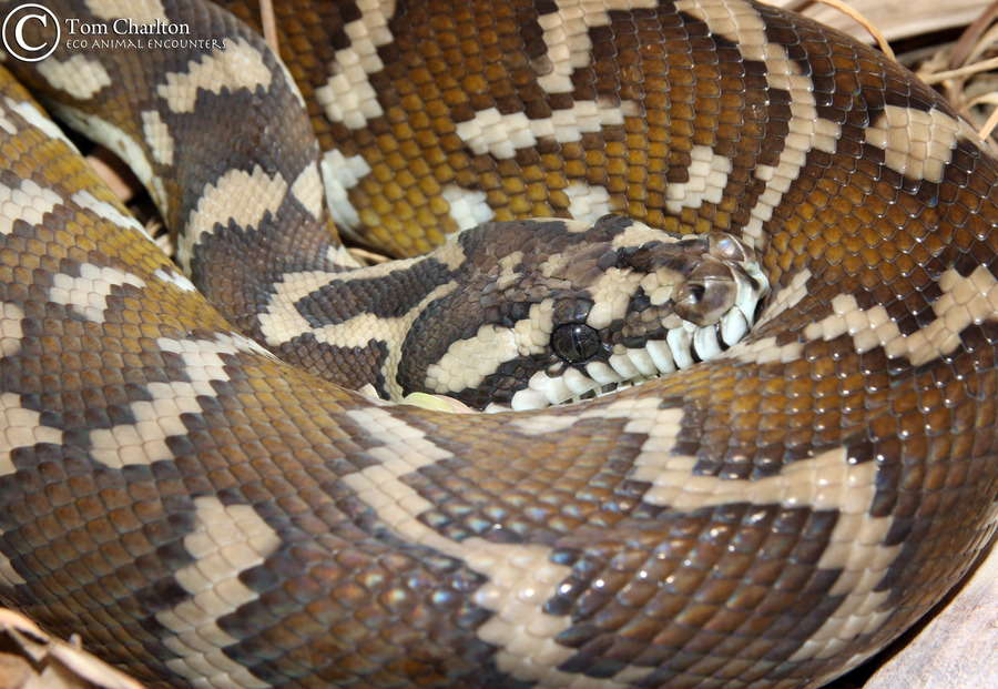 Morelia spilota Morelia spilota