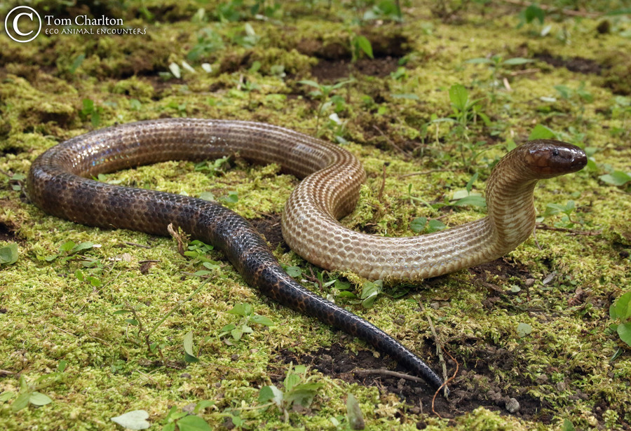 Micropechis ikaheca Micropechis ikaheca