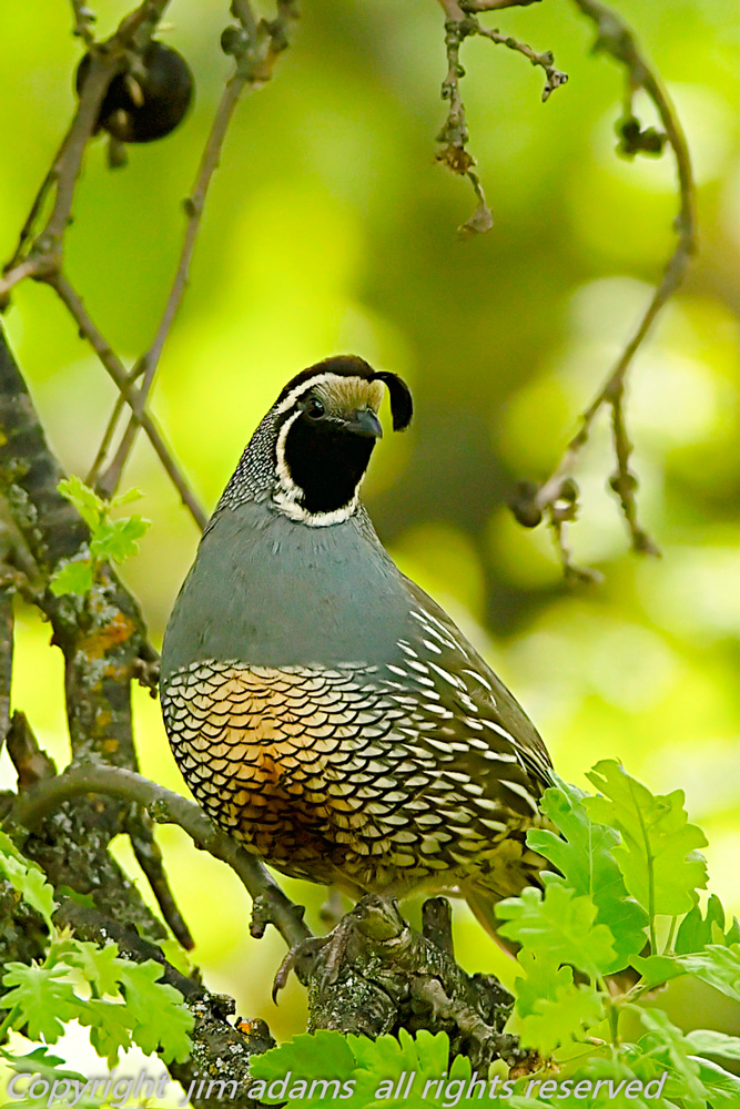 Callipepla californica