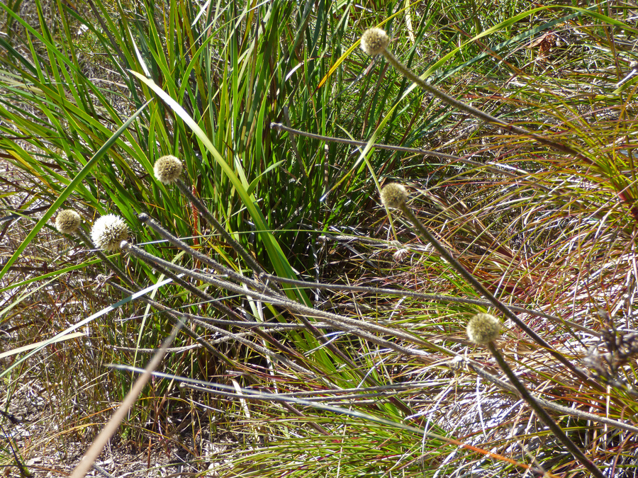 Dasypogon bromeliifolius