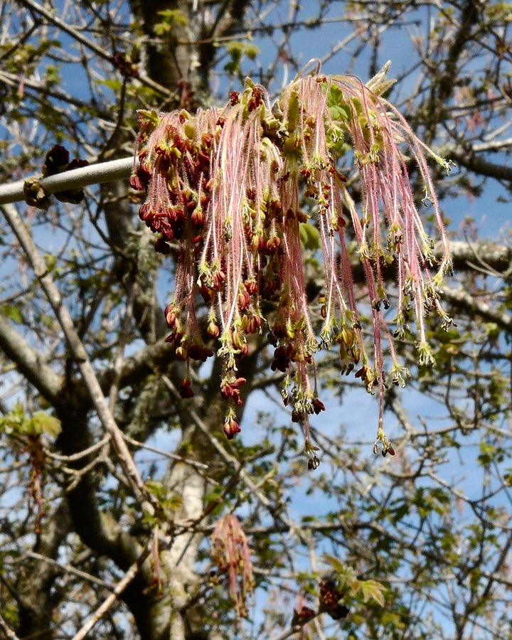 Acer negundo