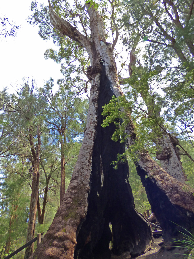Eucalyptus jacksonii