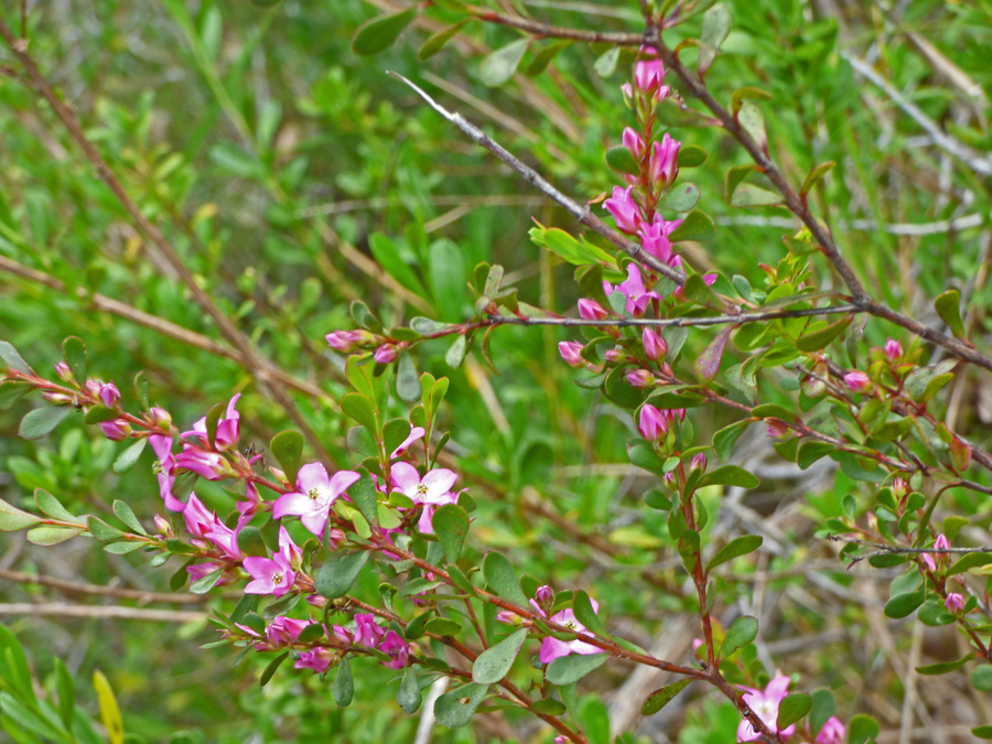 Boronia crenulata