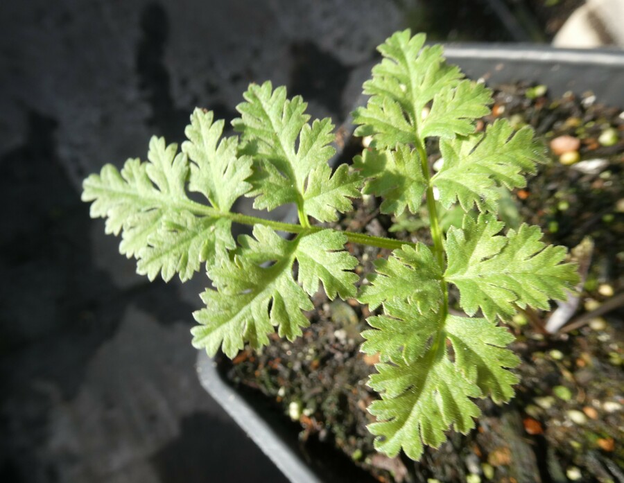 Athamanta montana