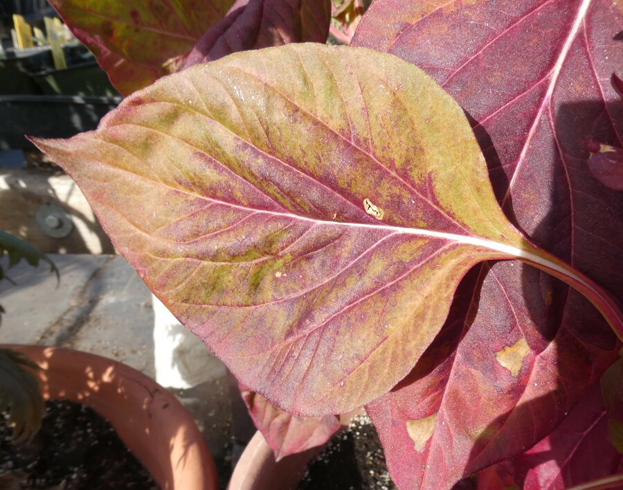Celosia argentea
