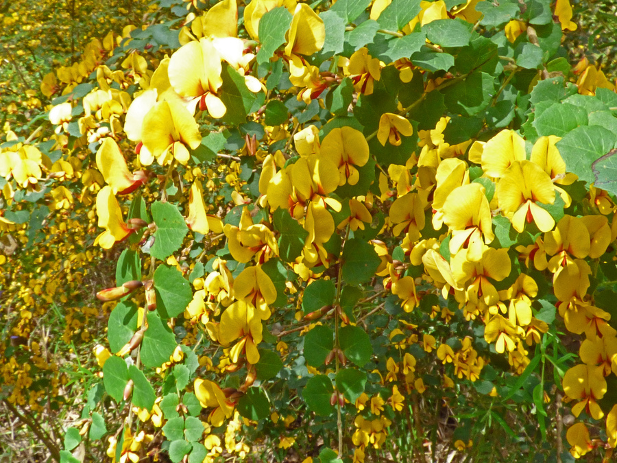 Bossiaea aquifolium ssp. laidlawiana
