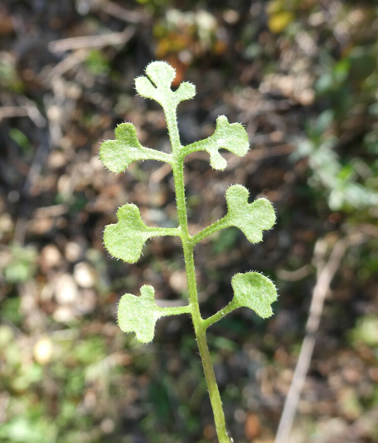 Nemophila heterophylla