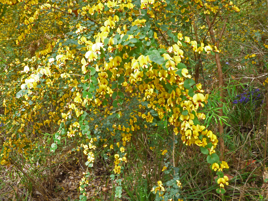 Bossiaea aquifolium ssp. laidlawiana